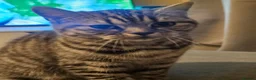 British Shorthair cats for sale: Beautiful British Shorthair  - Advert 2