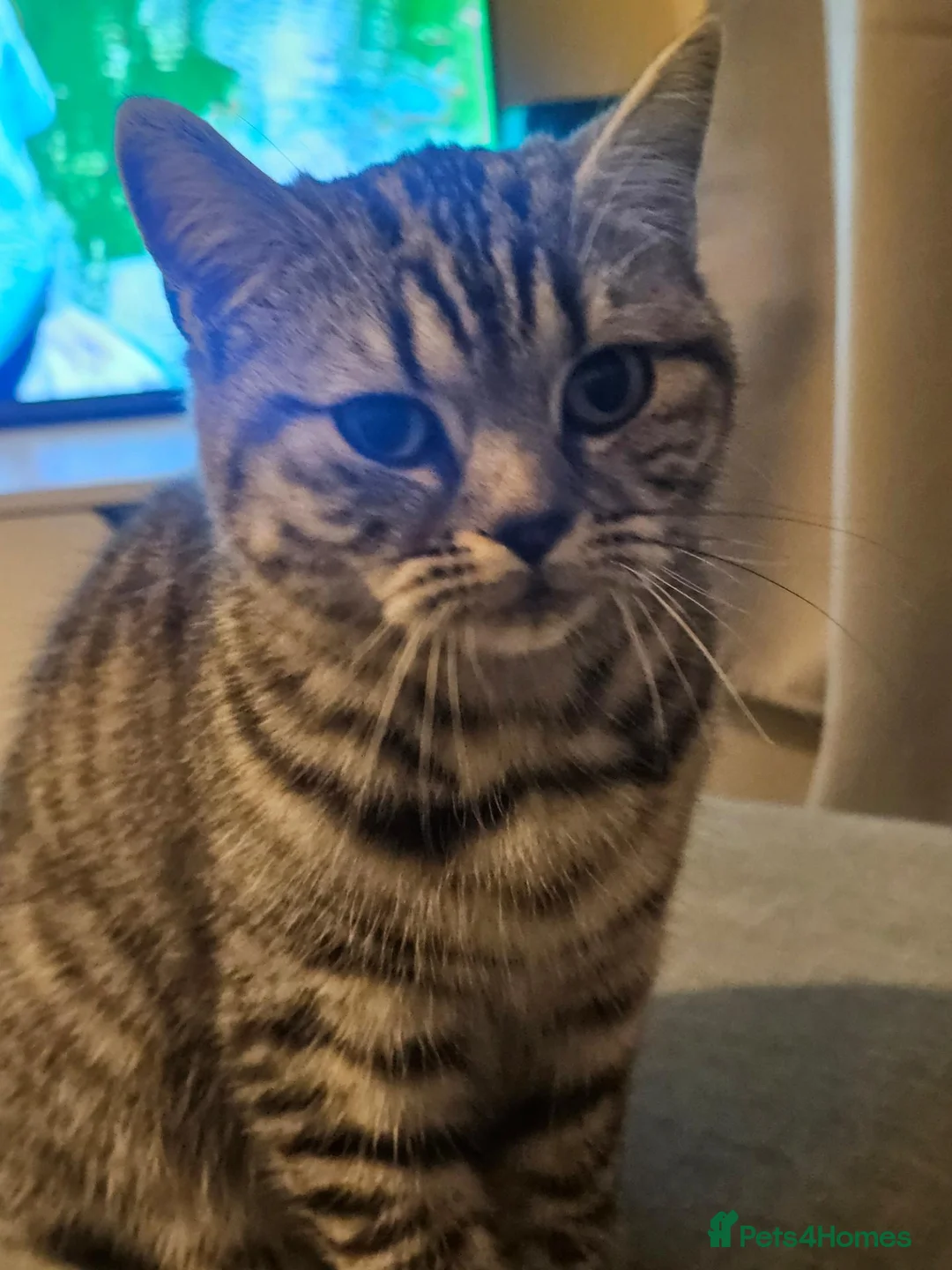 British Shorthair cats for sale: Beautiful British Shorthair  - Advert 2