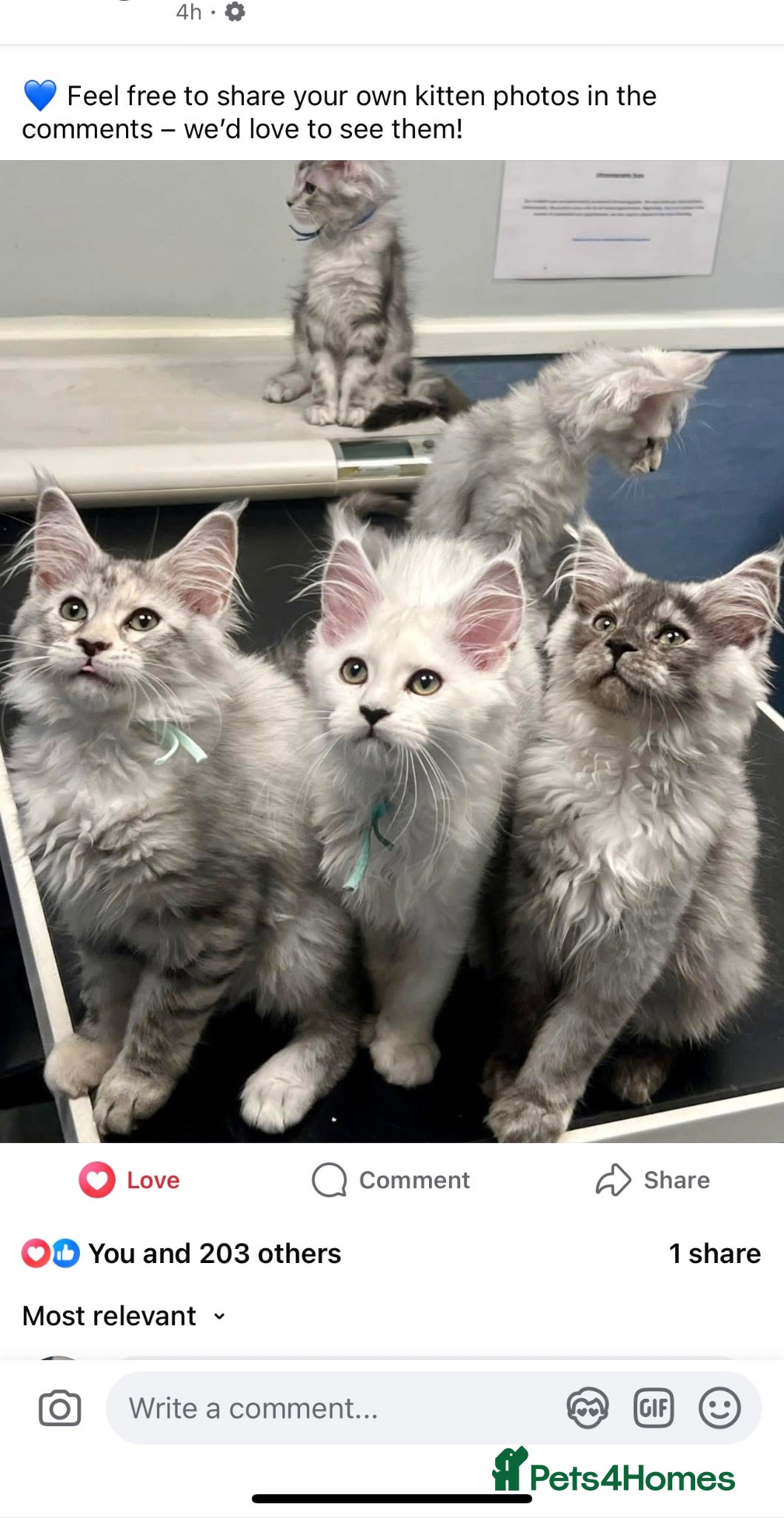 Maine Coon cats Maine Coon kittens - Advert 7