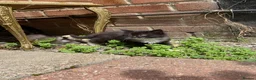 Mixed Breed cats for sale: Cute little kittens. in Staines - Advert 7