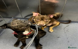 Mixed Breed dogs for sale: Beautiful Boy called Nero - Image 3