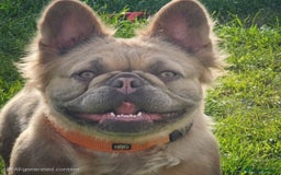 French Bulldog dogs for sale: French Bulldog Female - Image 4