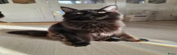 Maine Coon cats for sale: 3 maine coon kittens ready in Bury - Advert 16