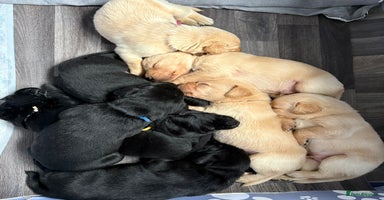 Labrador Retriever dogs - Advert 16