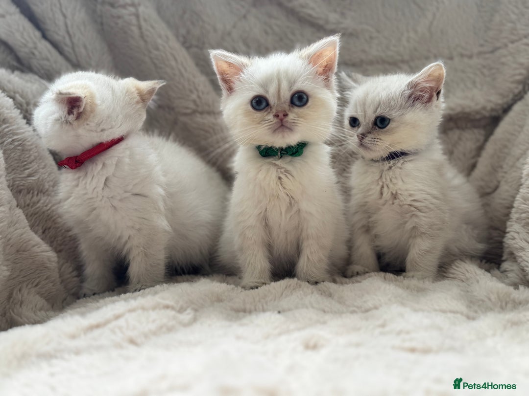 British Shorthair cats for sale: Champion sired Golden Colourpoint Kittens  - Image 21