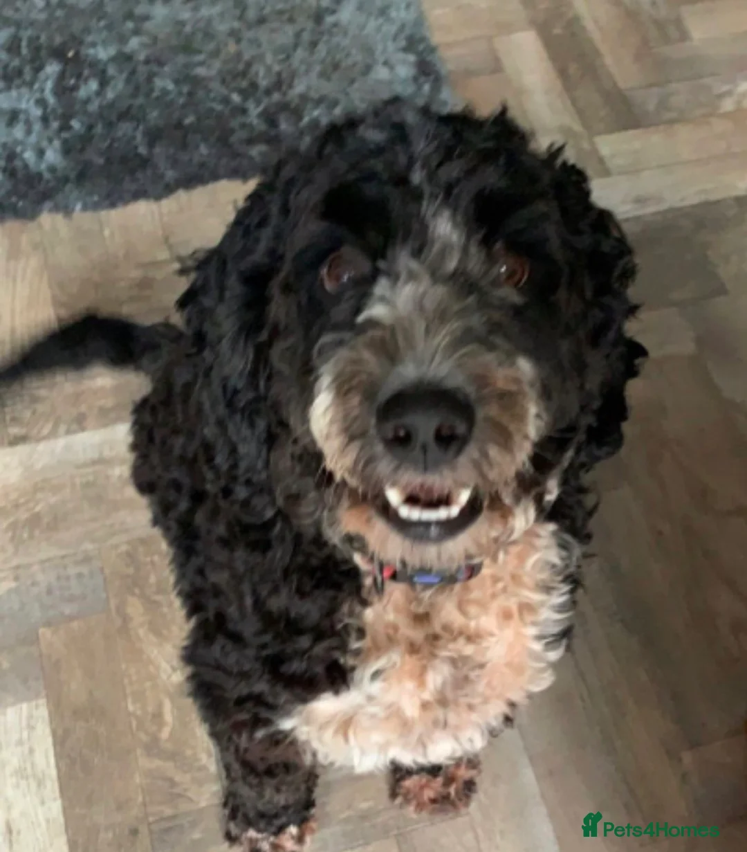 Cockapoo dogs for sale: Black and white Cockerpoo  in Sheringham - Advert 7