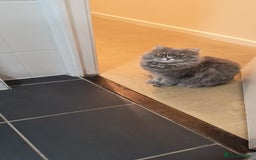 British Longhair cats for sale: Spayed British Longhair Female Adult - Image 15