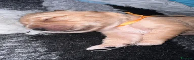 Golden Retriever Puppy 5