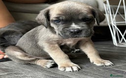 Cane Corso dogs for sale: Purebred Cane Corso puppies  - Image 21