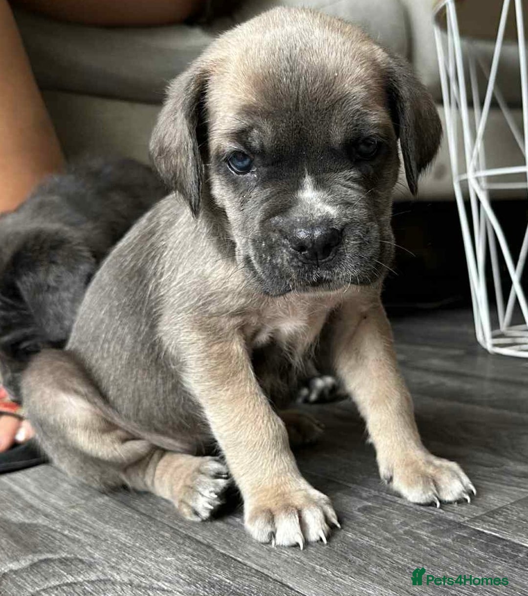 Cane Corso dogs for sale: Purebred Cane Corso puppies  - Image 21