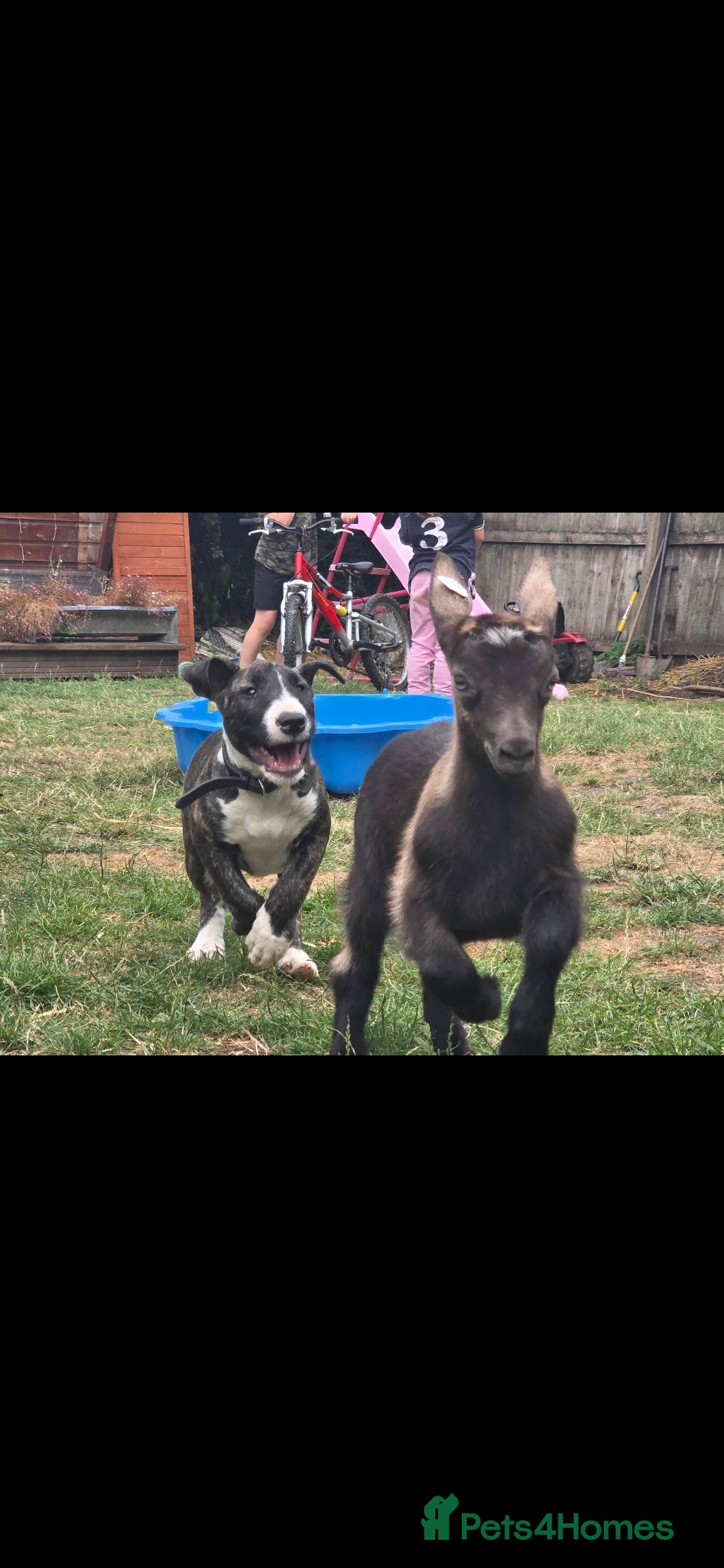 English Bull Terrier dogs for sale: Potato on legs - Advert 4