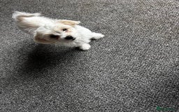 Bichon Frise dogs for sale: Bichon maltese - Image 1