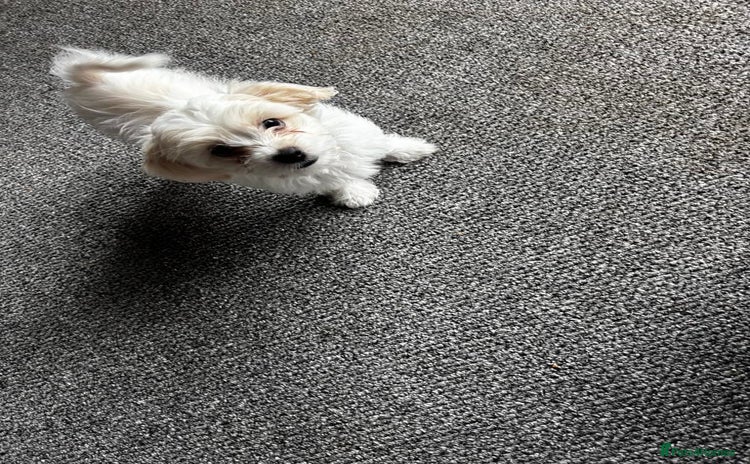 Bichon Frise dogs - Advert 16