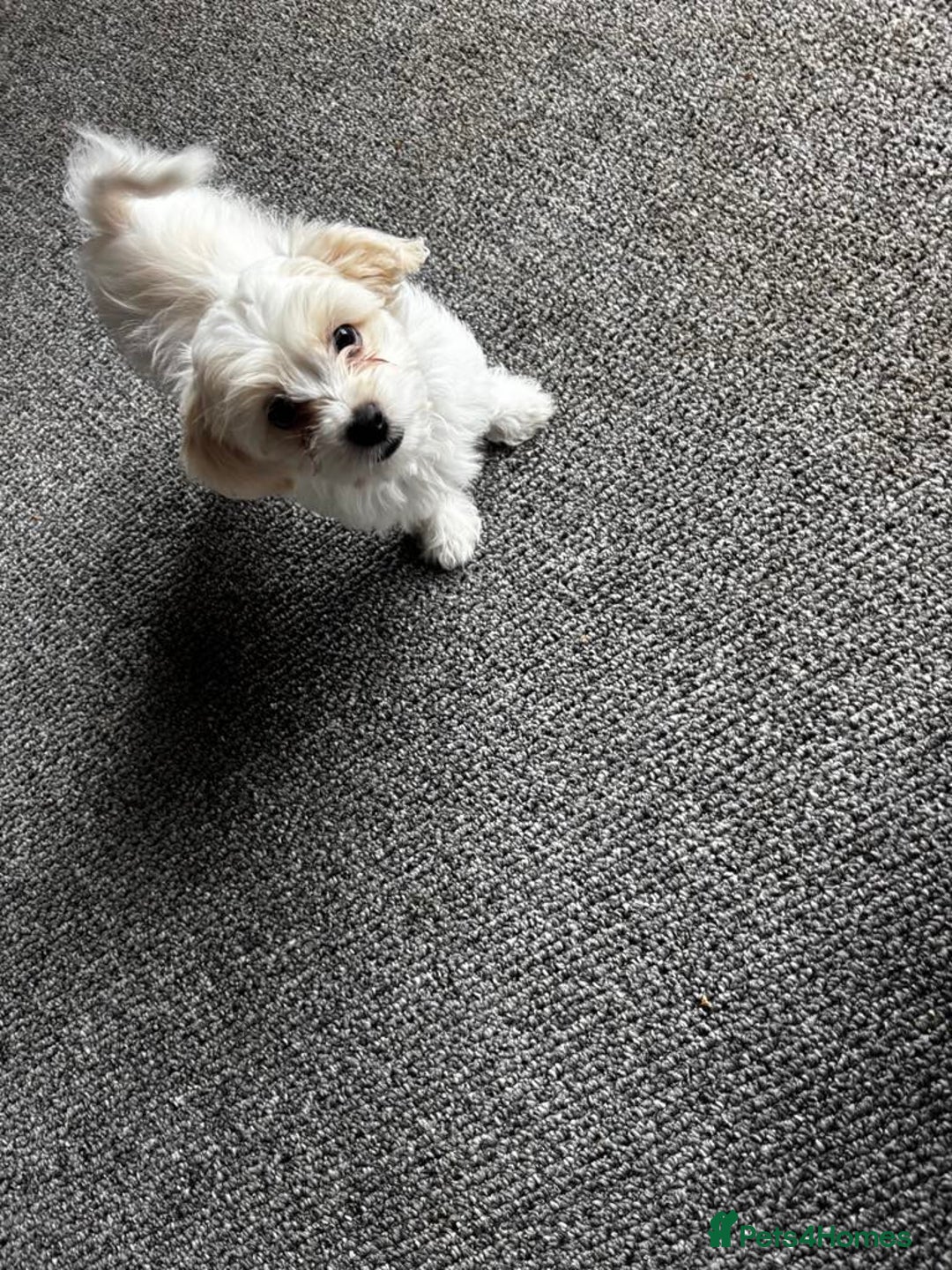 Bichon Frise dogs for sale: Bichon maltese - Image 1