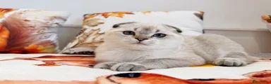 Scottish Fold 1