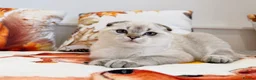 Scottish Fold cats for sale: 💙🐾 **Gorgeous Scottish Fold Boy ** - Advert 21