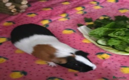 Guinea Pig rodents for sale: Two guinea pigs (female) - Image 7