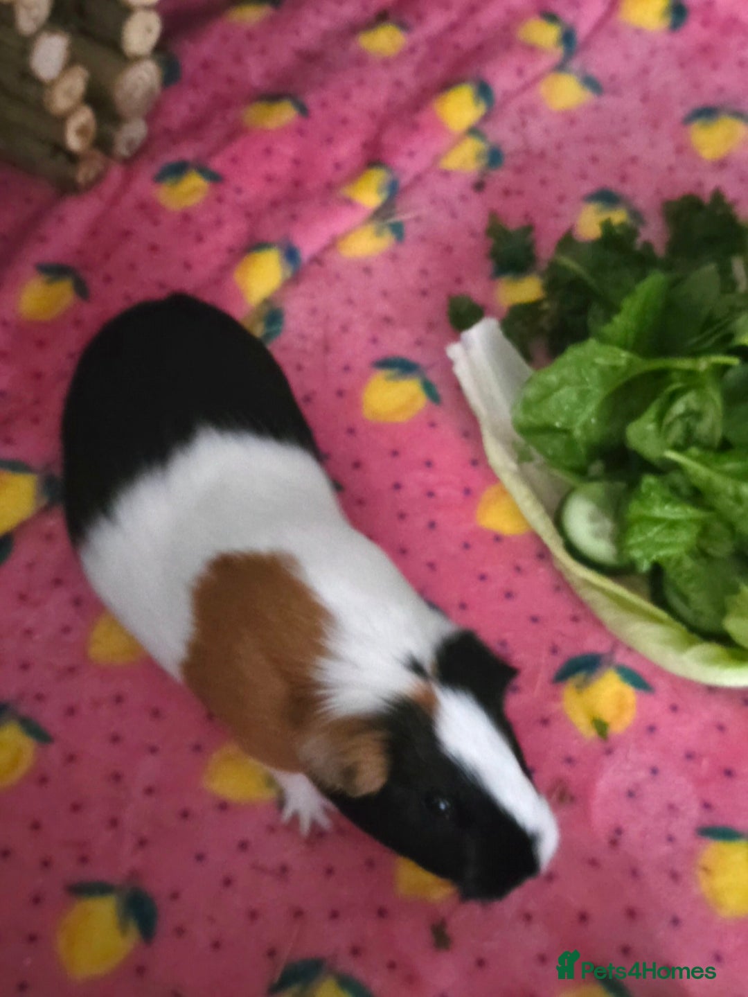 Guinea Pig rodents for sale: Two guinea pigs (female) - Image 7