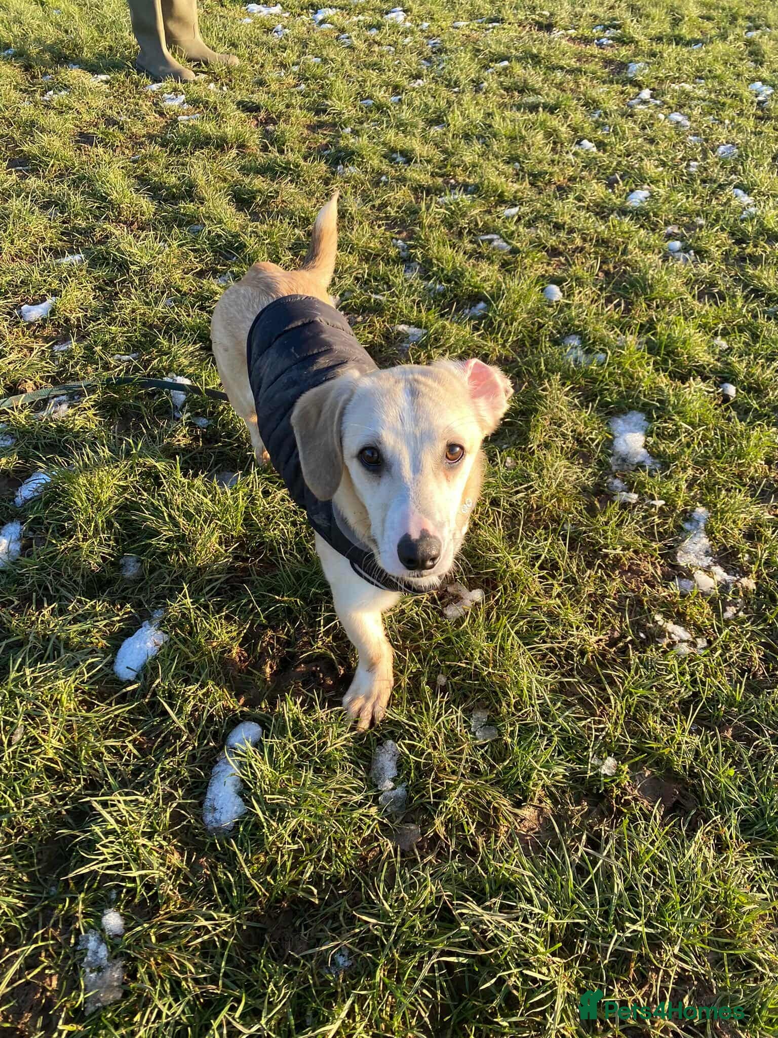 Mixed Breed dogs MAE   - Advert 5