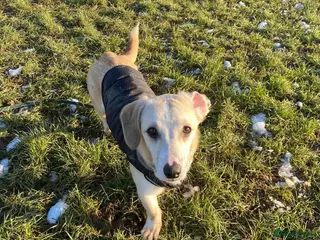 Mixed Breed dogs MAE - Advert 5