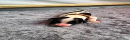 English Springer Spaniel dogs for sale: KC Champion bred Springer Spaniels - Advert 17