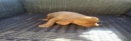 Labrador Retriever dogs for sale: A Super litter of Fox Red & Black Working Lab pups - Advert 16