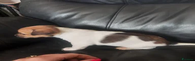 Jack Russell 6