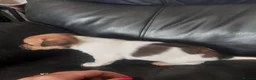Jack Russell dogs for sale: Jack russell puppies - Advert 3