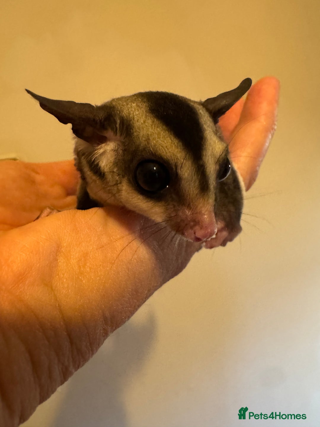 Sugar Glider rodents for sale: Unrelated pair of sugar gliders  - Image 4