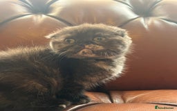 Scottish Fold cats for sale: 💫🐾Adorable kittens looking for loving homes🐾💫 - Image 9