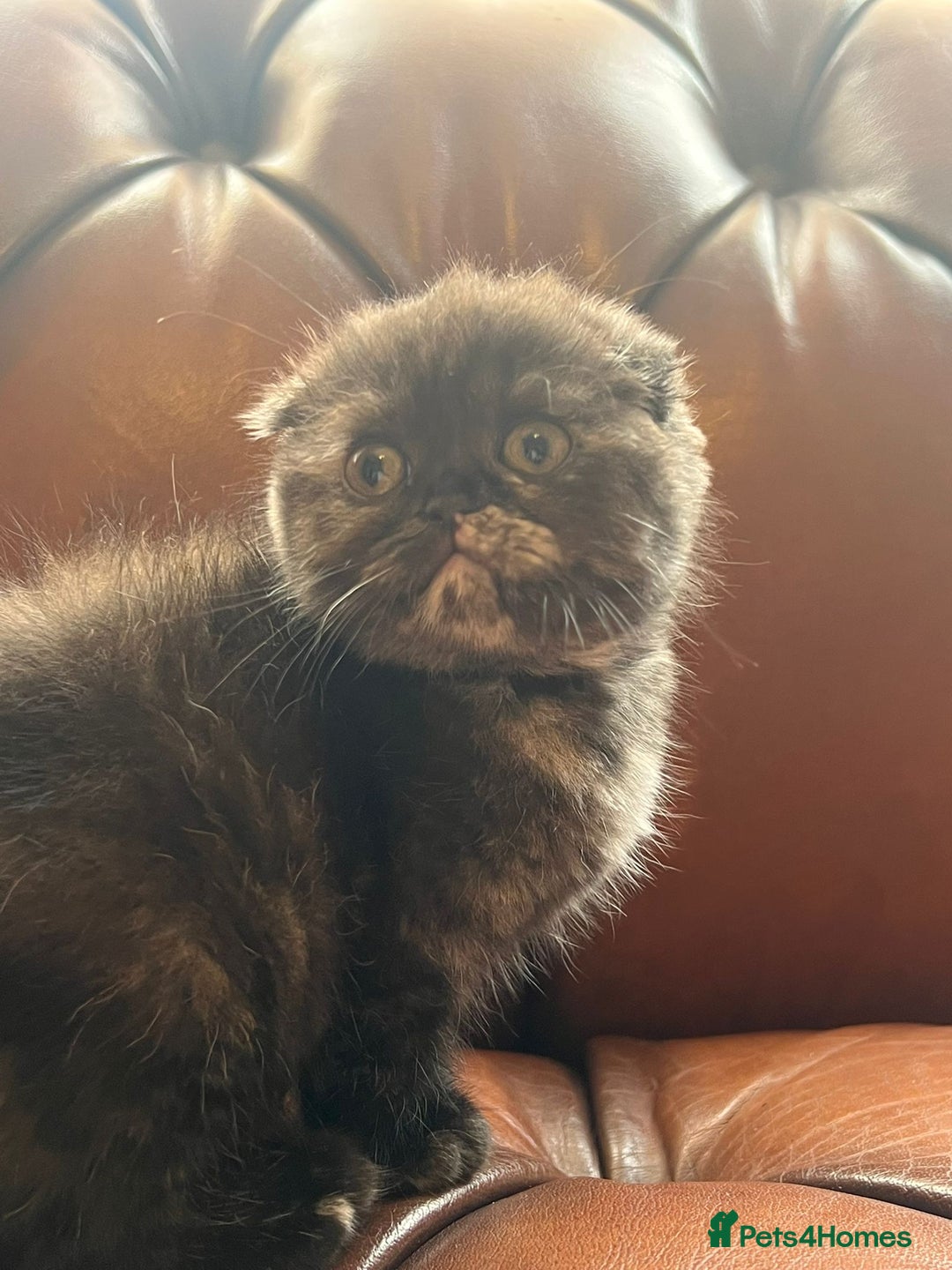 Scottish Fold cats for sale: 💫🐾Adorable kittens looking for loving homes🐾💫 - Image 9