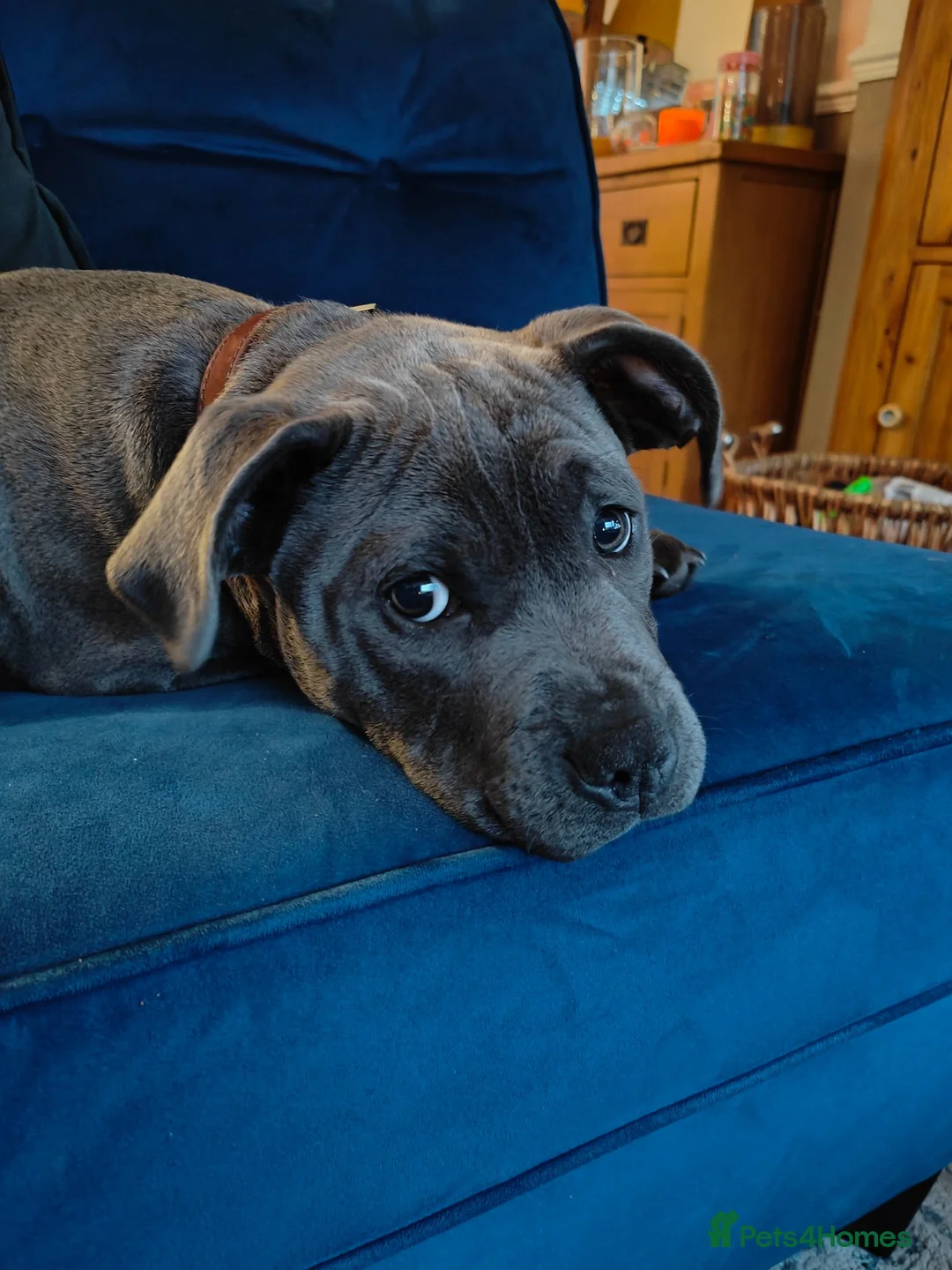 Staffordshire Bull Terrier dogs for sale: Staffordshire Bull Terrier (Blue) in Barrow-in-Furness - Advert 2