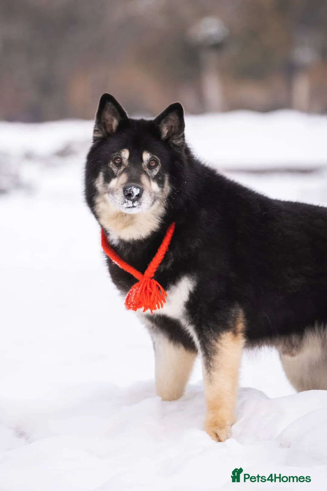 Mixed Breed dogs for adoption: 💙🐶 MALIK – The Professor With The Noble Heart 🐶 - Advert 11