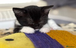 Maine Coon cats for sale: Twin Tuxedo Maine coon x BSH kitten girls - Image 5