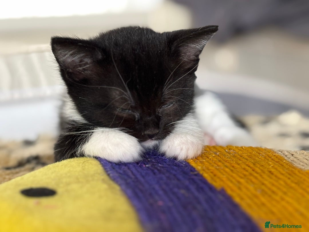Maine Coon cats for sale: Twin Tuxedo Maine coon x BSH kitten girls - Image 5
