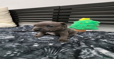 Staffordshire Bull Terrier dogs - Advert 7