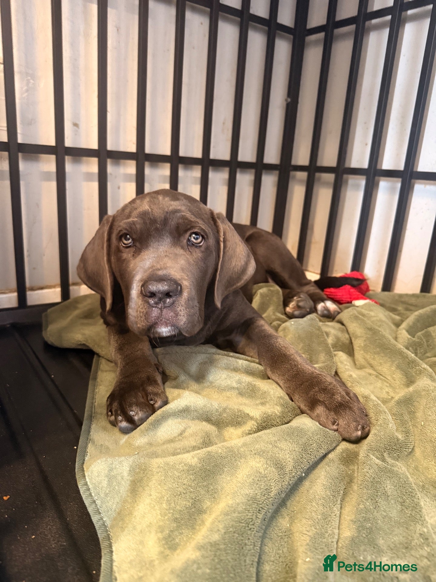 Cane Corso dogs X-Man Bloodline, Pedigree Cane Corso Puppies - Advert 7