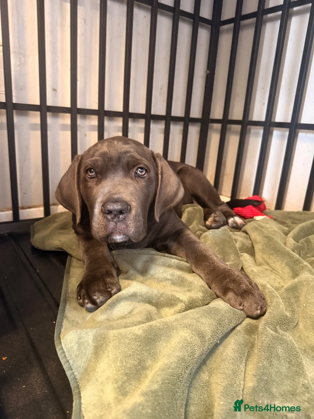 Cane Corso dogs for sale: X-Man Bloodline, Pedigree Cane Corso Puppies - Advert 1