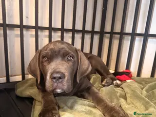 Cane Corso dogs X-Man Bloodline, Pedigree Cane Corso Puppies - Advert 7