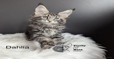 Maine Coon cats - Advert 4