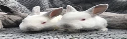 Rex rabbits for sale: Beautiful Purebreed Velvet Mini Rex rabbits - Advert 3