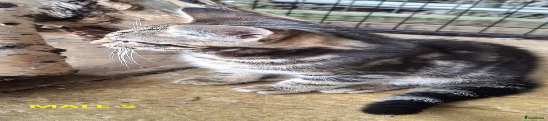 MALE 5