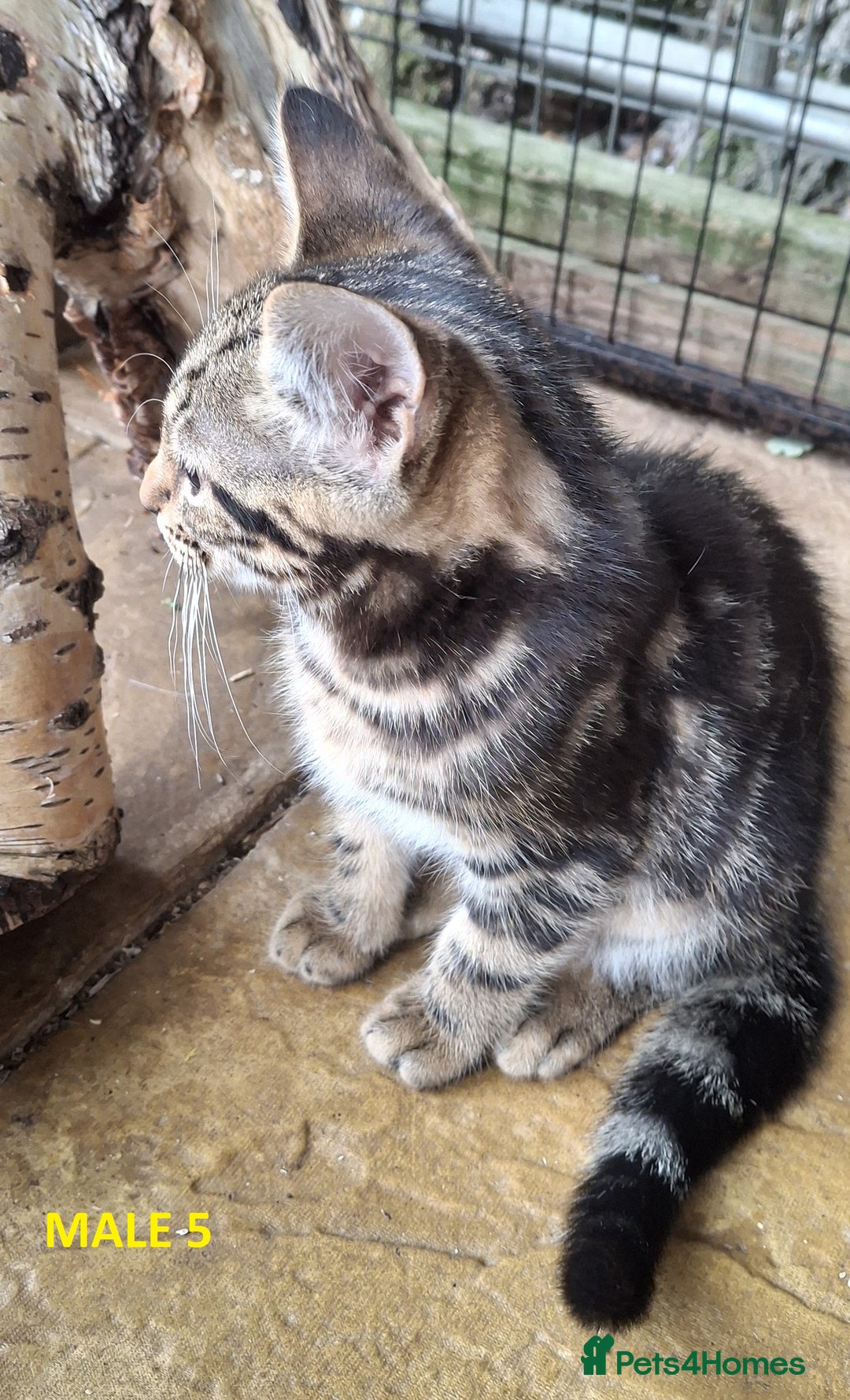 Mixed Breed cats for sale: Maine Coon X Kittens  in Coventry - Image 12