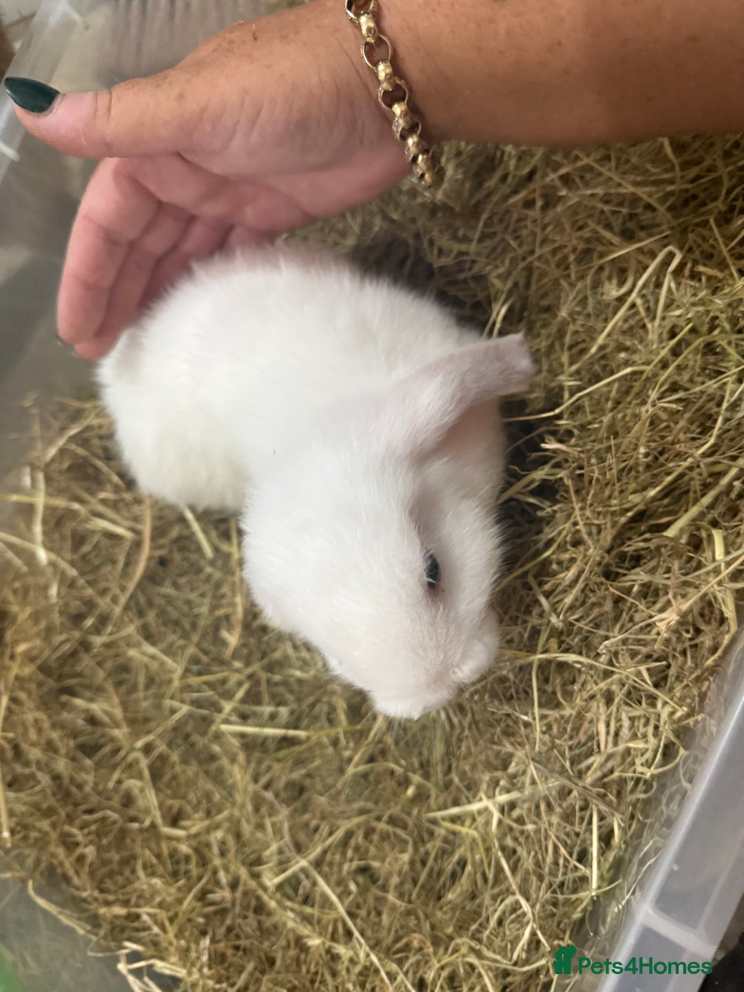 Mini Lop rabbits for sale: 2 male lops ready to go  - Image 6