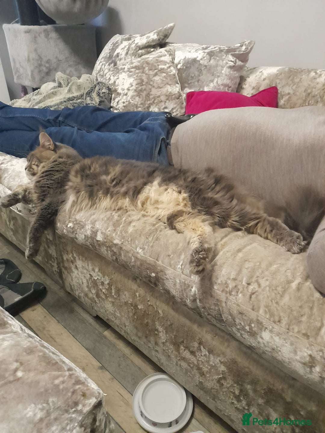 Maine Coon cats for sale: Xxl  full  mainecoon  kittens  in Crawley - Image 8
