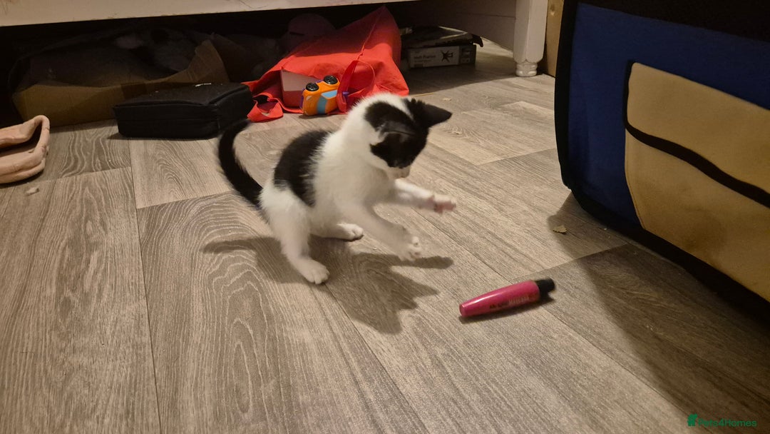 Mixed Breed cats for sale: 2 female kittens available and ready to leave  - Advert 14