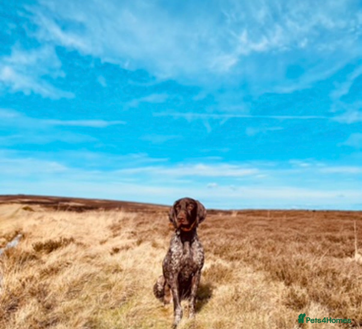 German Shorthaired Pointer dogs Perfect home needed for 3 year old GSP male - Advert 1