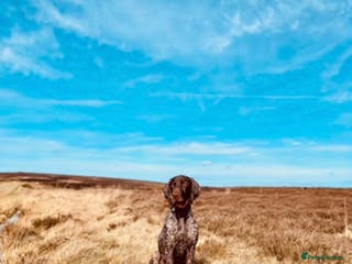 German Shorthaired Pointer dogs Perfect home needed for 3 year old GSP male - Advert 1