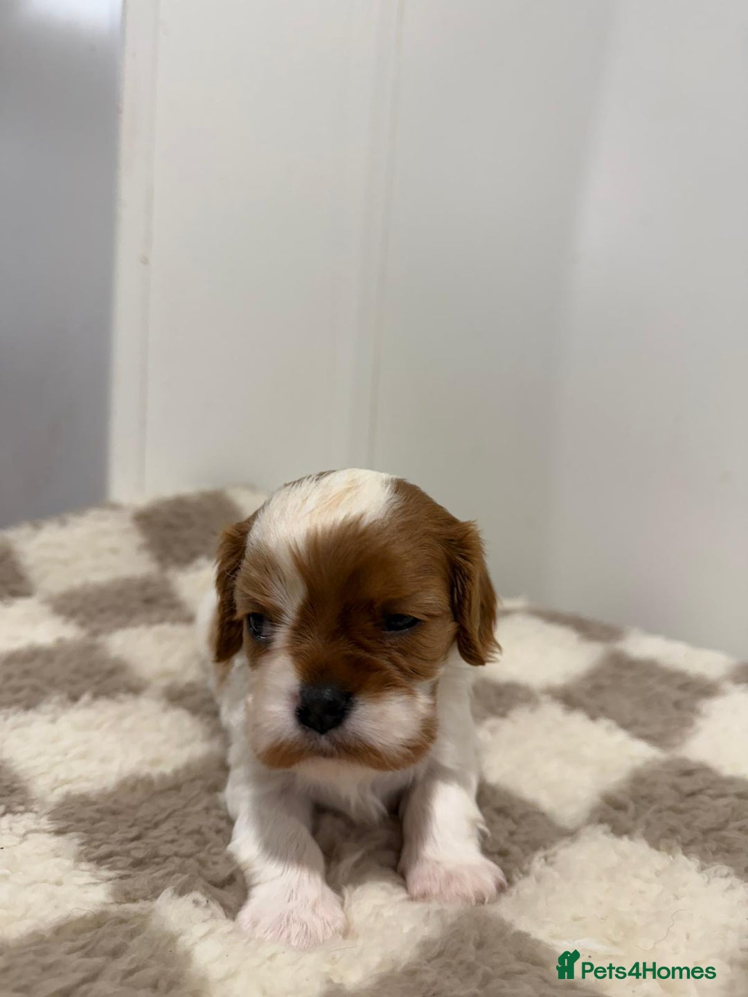 Cavalier King Charles Spaniel dogs for sale: Cavalier King Charles Spaniel  - Image 11