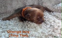 Mixed Breed dogs for sale: Ruby red cockaliers  - Advert 4